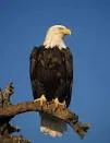 eagle