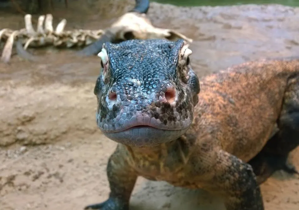 Message from Clyde Peeling’s Reptiland: